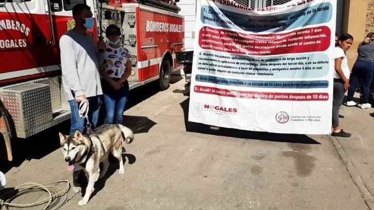Realizan jornada de esterilización a mascotas en Nogales