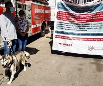 Realizan jornada de esterilización a mascotas en Nogales