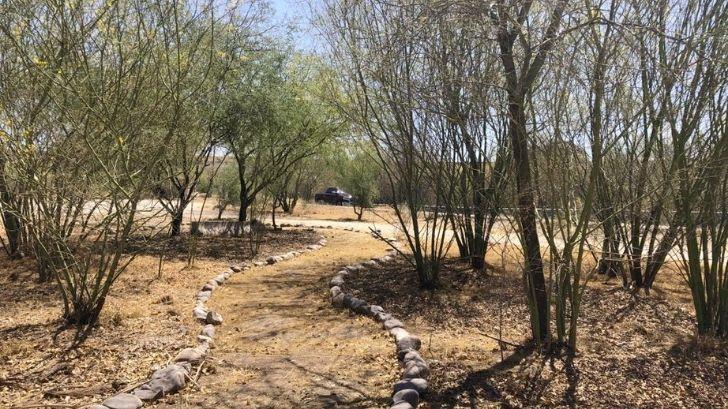 Avanza proyecto ambiental Bosque Ribereño en Parque La Sauceda
