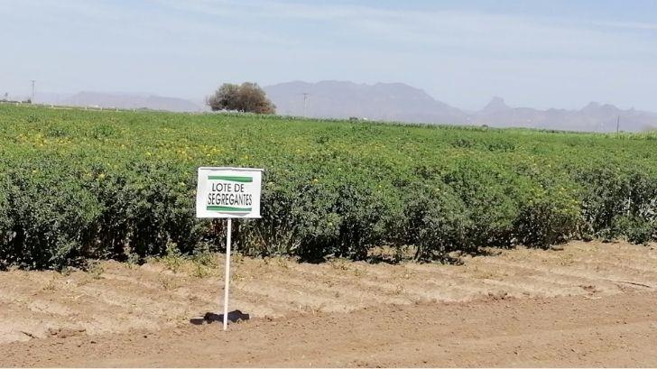 Sequía al sur de Sonora; agricultores recibirán apoyo de la Sader