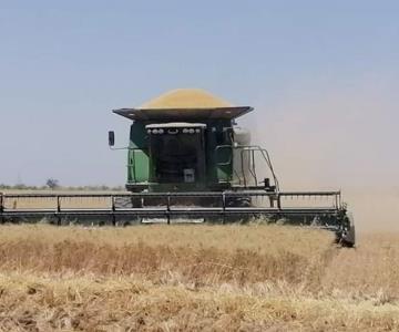 Campesinos de Sonora acusan irregularidades en precios del trigo