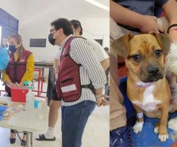 Nogales: más de mil 600 mascotas han sido esterilizadas en lo que va del año