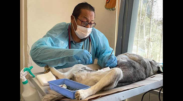 Nogales: jornadas de esterilización de mascotas impactan en la población de animales callejeros