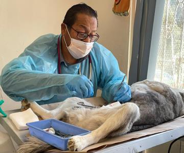 Nogales: jornadas de esterilización de mascotas impactan en la población de animales callejeros
