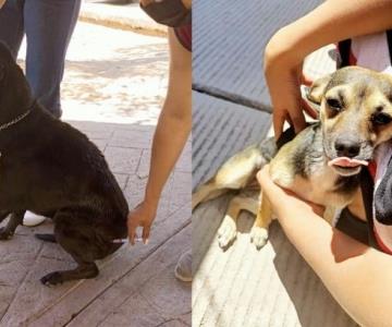 Nogales: anuncian próxima campaña de esterilización a mascotas