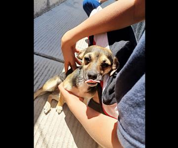Dirección de Salud de Nogales promueve la crianza responsable de perros y gatos