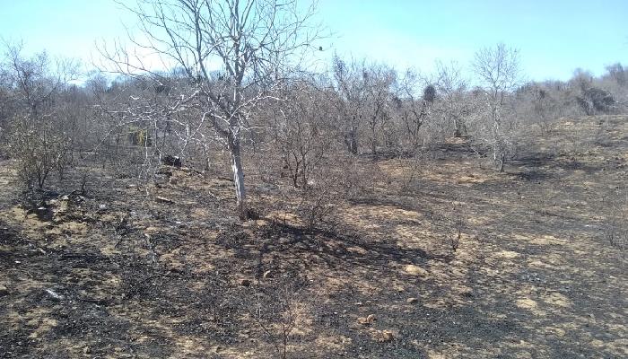 Sofocan incendio forestal en la comunidad del Mexiquillo