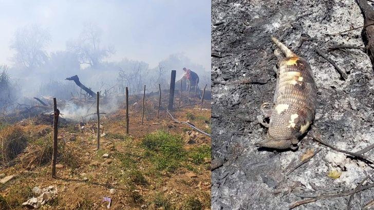 Incendio en el Río Mayo cobra vidas de animales en peligro de extinción