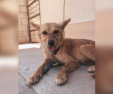 Buscan hogar para La Güera, perrita abandonada a su suerte en Guaymas