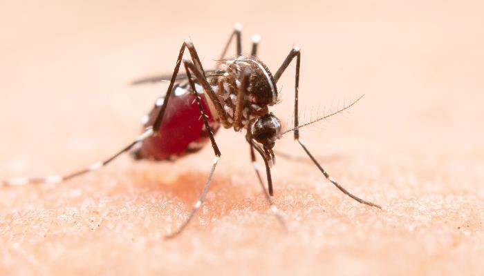 Sur de Sonora concentra el 84% de casos de dengue