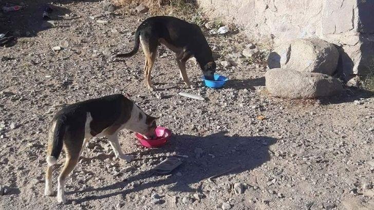 Buscan acabar con sobrepoblación de perros callejeros en Navojoa