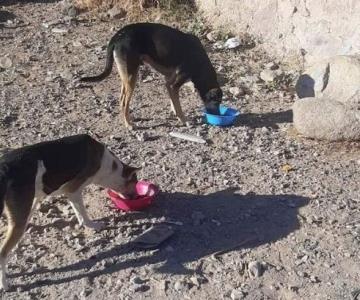 Buscan acabar con sobrepoblación de perros callejeros en Navojoa