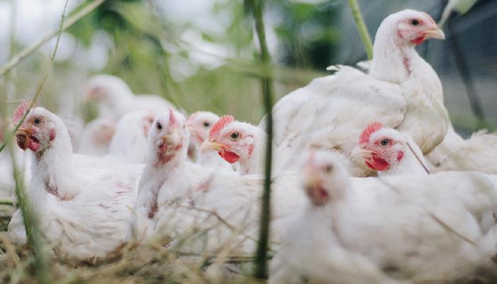 ¿Qué es y cómo afecta la influenza aviar?
