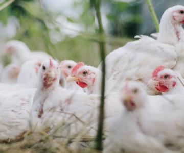 ¿Qué es y cómo afecta la influenza aviar?