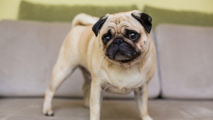 ¿Por qué el pug ya no es un perro típico?