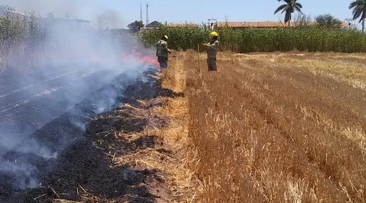 Buscan aumentar la multa por quema de gavilla en el Valle del Yaqui
