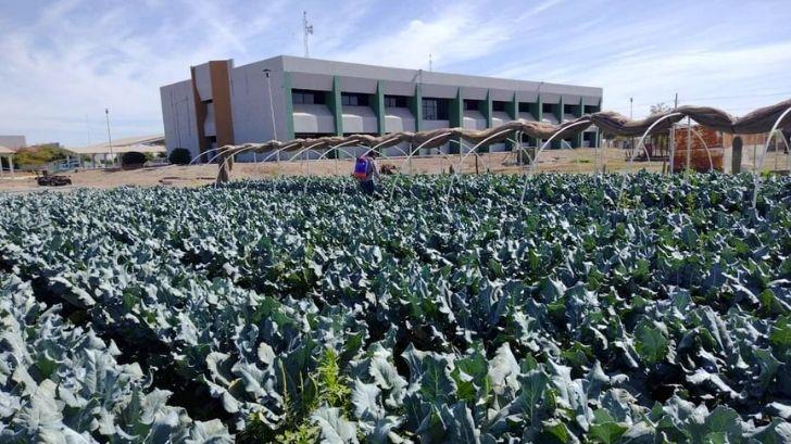 Etchojoa; UTE cosecha hectárea de brócoli para comercio en el extranjero
