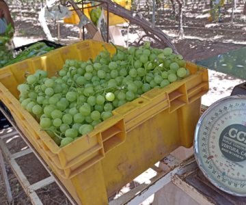 Uva de mesa, una alternativa viable para productores de Cajeme