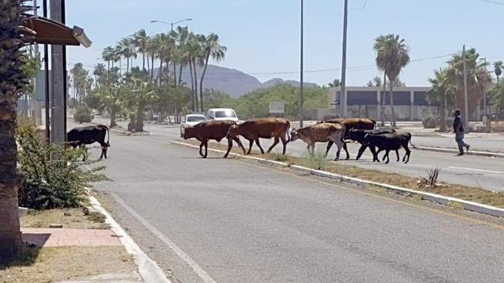 Presencia de ganado en vialidades de San Carlos causa estragos a automovilistas