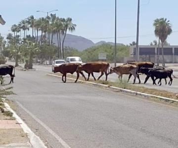Presencia de ganado en vialidades de San Carlos causa estragos a automovilistas