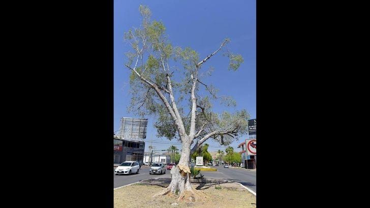 Exhortan a hermosillenses a sumarse al rescate de árboles en la ciudad