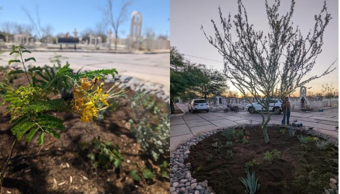 Por el Día del Medio Ambiente, sembrarán arboles en andador del panteón Yáñez
