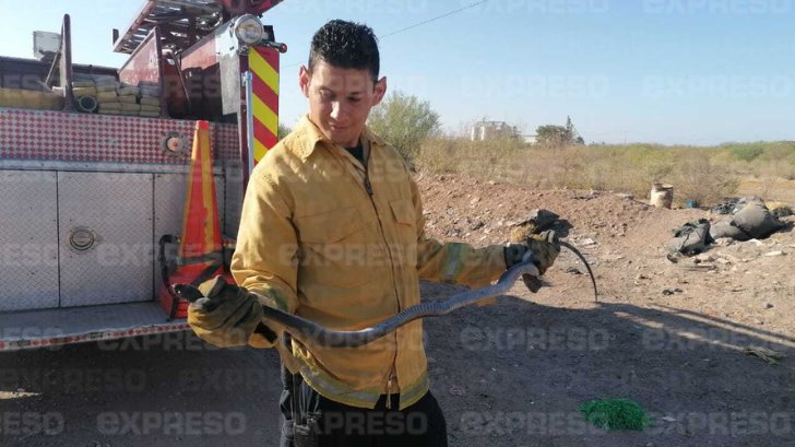 ¡Ojo! Presencia de serpientes al interior de las viviendas aumenta con el calor