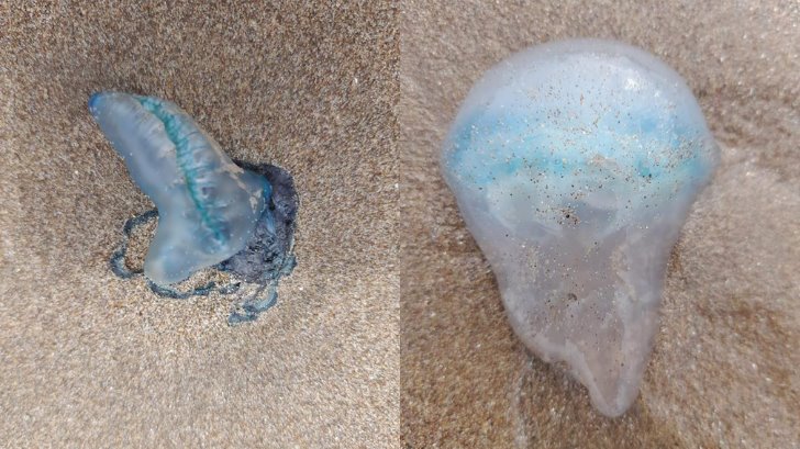 Lo que debes saber de la carabela portuguesa o falsa medusa