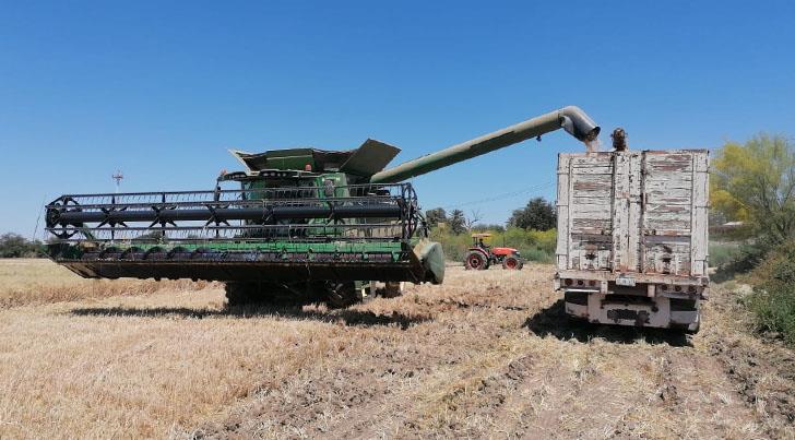 Cultivo de trigo en el Valle del Yaqui tiene buenos rendimientos