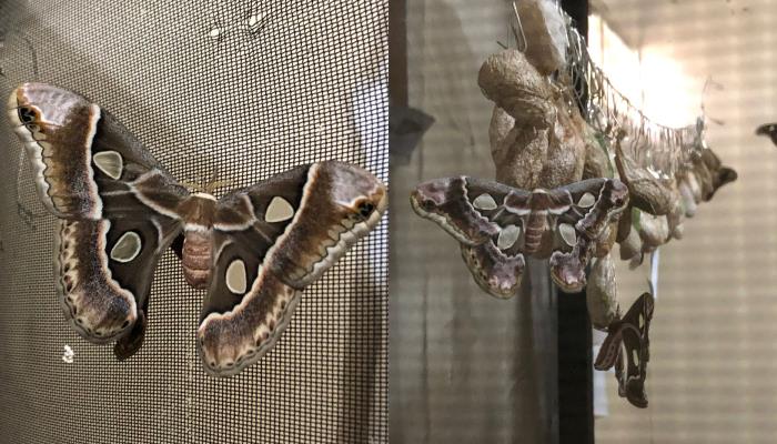 Nacen primeras mariposas Cuatro Espejos en el Mariposario Yoo Joara