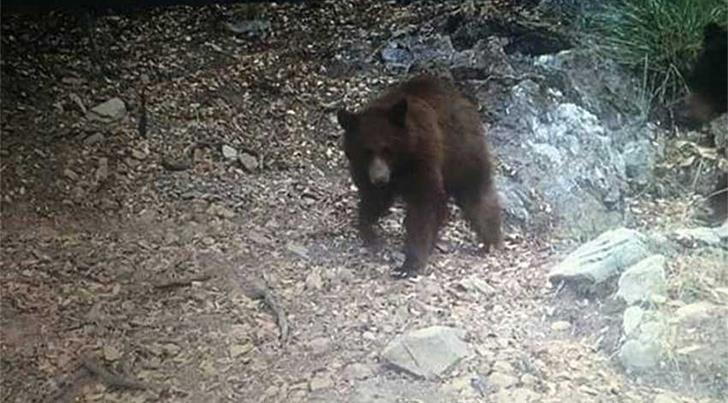Esto hará Protección Civil con la familia de osos avistada en Bacoachi