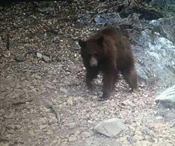 Esto hará Protección Civil con la familia de osos avistada en Bacoachi
