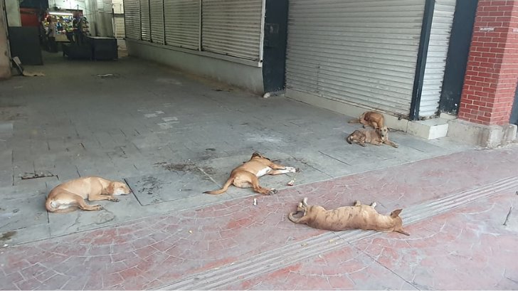 Perros callejeros que merodean por el Mercado de Navojoa serán reubicados