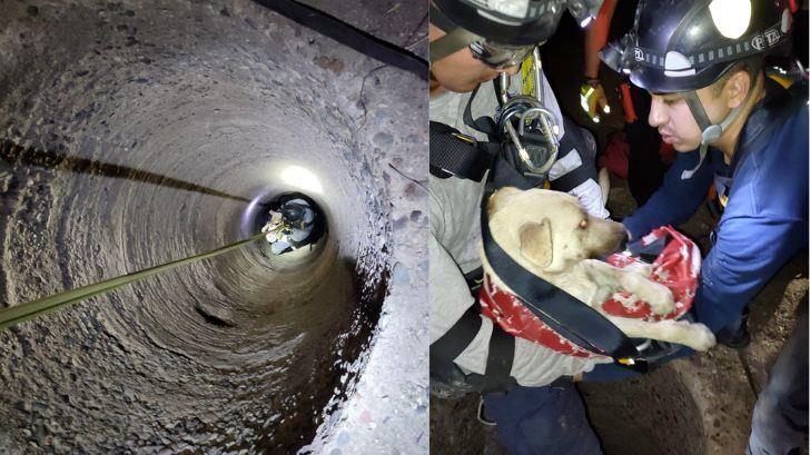 Bomberos de Hermosillo rescatan a perro atrapado en una alcantarilla