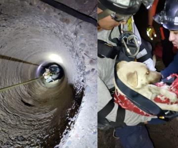 Bomberos de Hermosillo rescatan a perro atrapado en una alcantarilla
