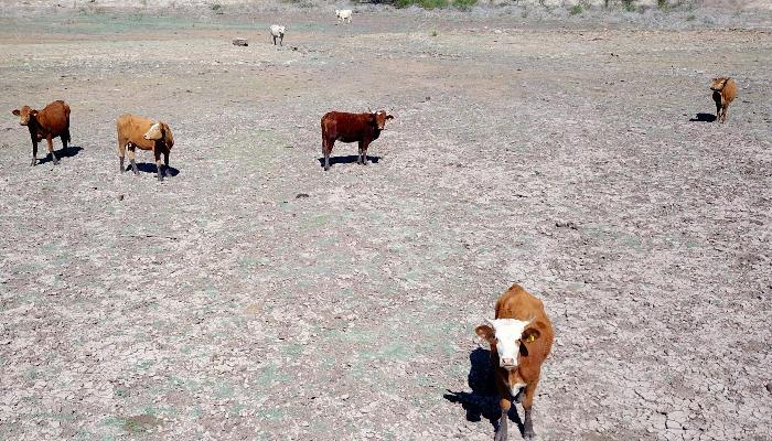 Sequía en Sonora afectó hasta a un 40% del hato ganadero