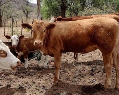 Ganaderos del Valle del Yaqui venden ranchos por la sequía